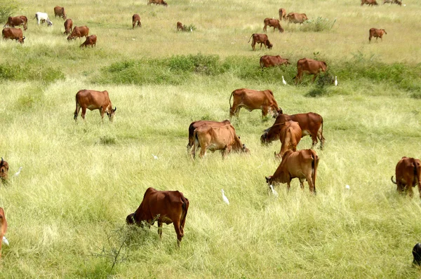 Cows and bulls grazing on lush grass field — Stock Photo, Image