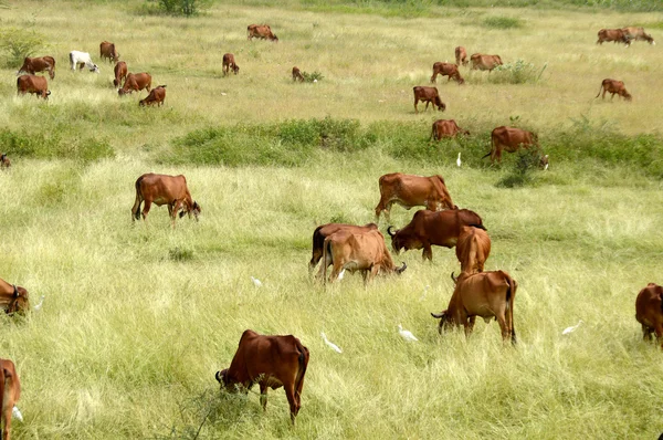 Cows and bulls grazing on lush grass field — Stock Photo, Image