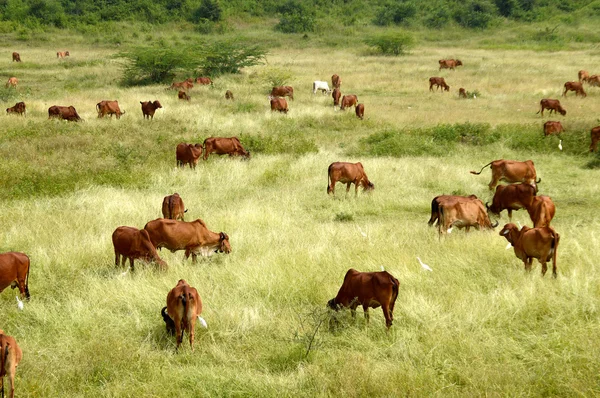 Cows and bulls grazing on lush grass field — Stock Photo, Image