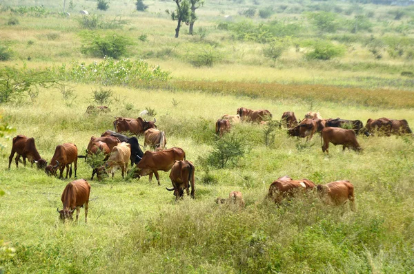 奶牛和公牛在郁郁葱葱的草地上放牧 — 图库照片