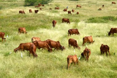 İnekler ve yemyeşil çim sahada otlatma toplar