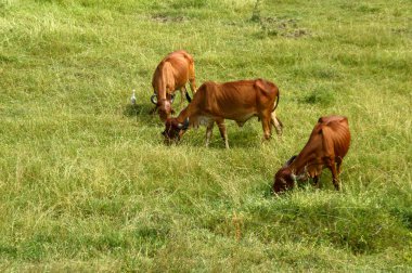 İnekler ve yemyeşil çim sahada otlatma toplar
