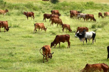 İnekler ve yemyeşil çim sahada otlatma toplar