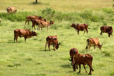 İnekler ve yemyeşil çim sahada otlatma toplar