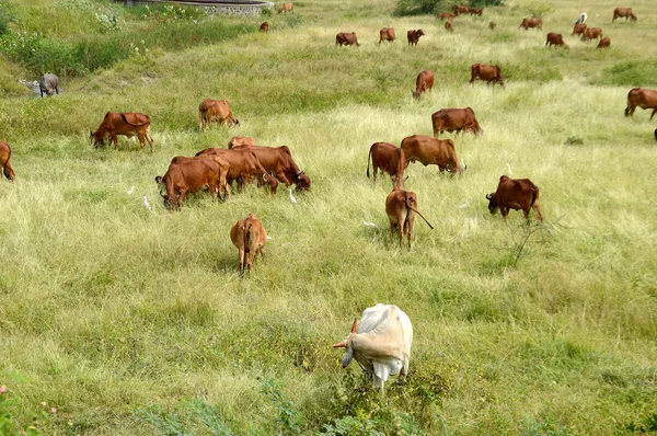 Vacas e touros pastando em campo de grama exuberante — Fotografia de Stock