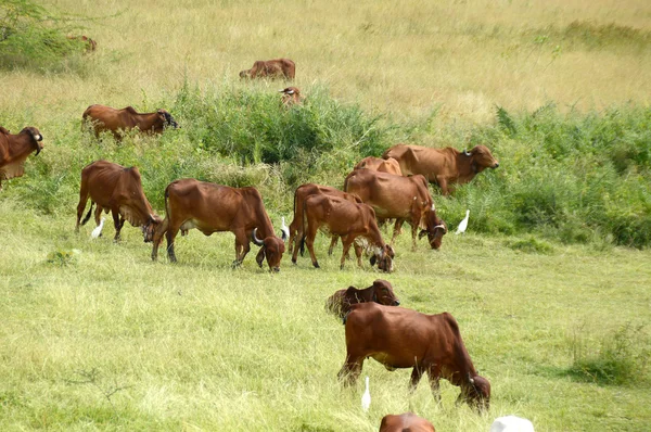 Cows and bulls grazing on lush grass field — Stock Photo, Image