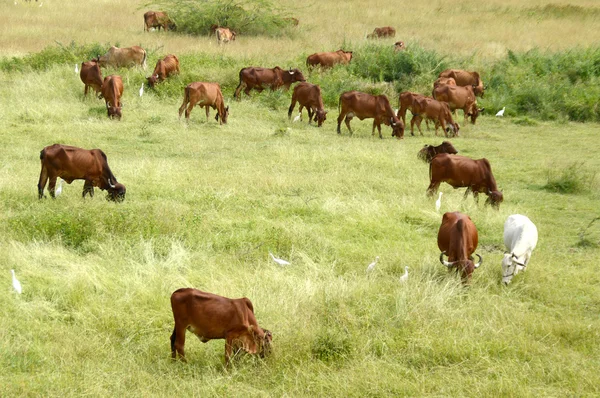 Cows and bulls grazing on lush grass field — Stock Photo, Image