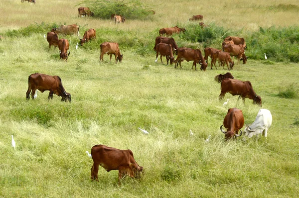 Cows and bulls grazing on lush grass field — Stock Photo, Image