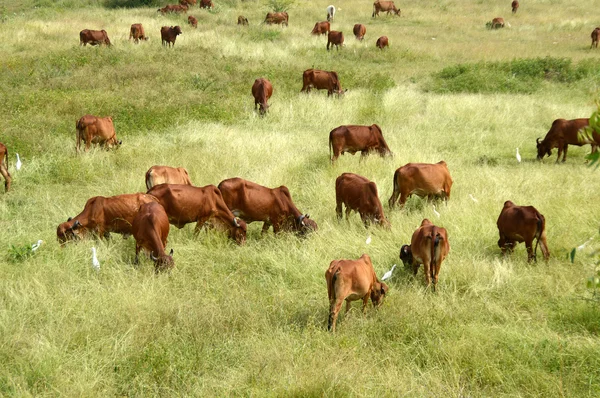 Koeien en stieren grazen in weelderige grasveld — Stockfoto