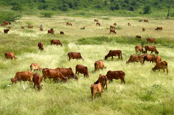 Vacas y toros pastando en exuberante campo de hierba — Foto de Stock