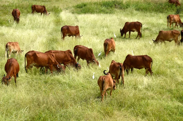 Koeien en stieren grazen in weelderige grasveld — Stockfoto