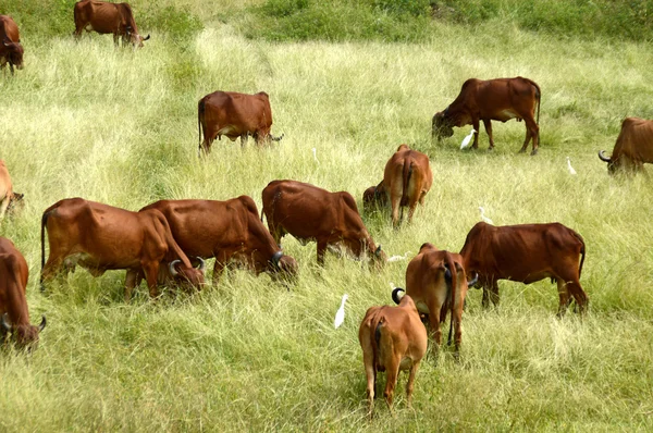 Vacas e touros pastando em campo de grama exuberante — Fotografia de Stock