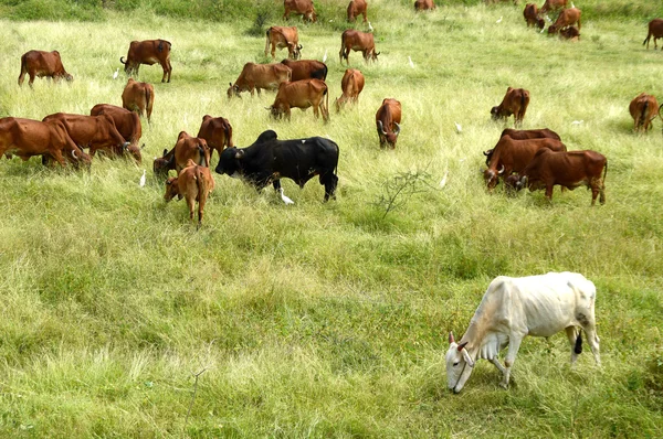 Tehenek és a bikák legelésző, buja füves területen — Stock Fotó