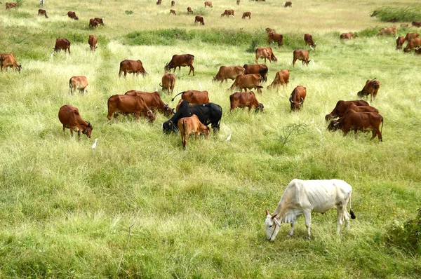 Cows and bulls grazing on lush grass field — Stock Photo, Image