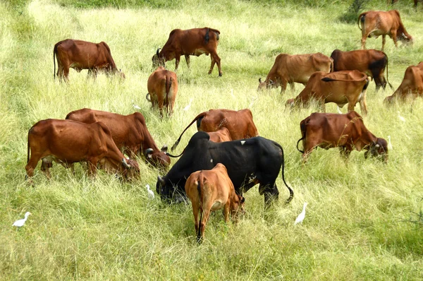 Koeien en stieren grazen in weelderige grasveld — Stockfoto