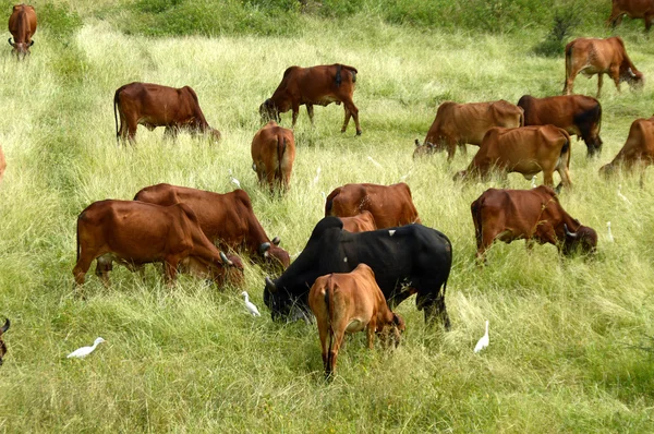Vaches et taureaux broutant sur un champ d'herbe luxuriante — Photo