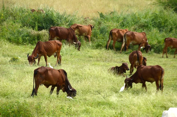 Vacas e touros pastando em campo de grama exuberante — Fotografia de Stock