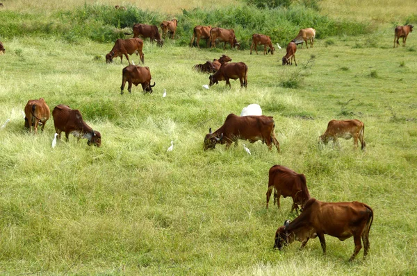 Cows and bulls grazing on lush grass field — Stock Photo, Image