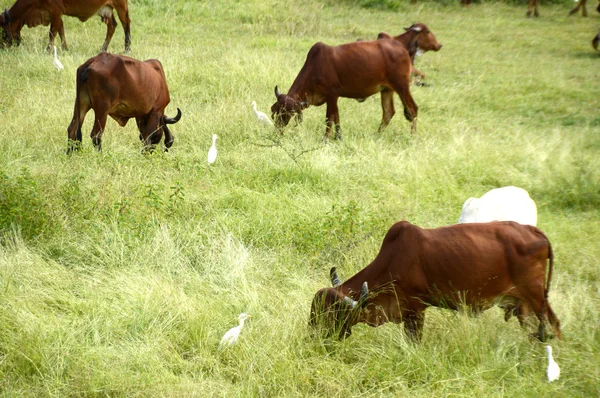 Mucche e tori al pascolo sul campo di erba lussureggiante — Foto Stock