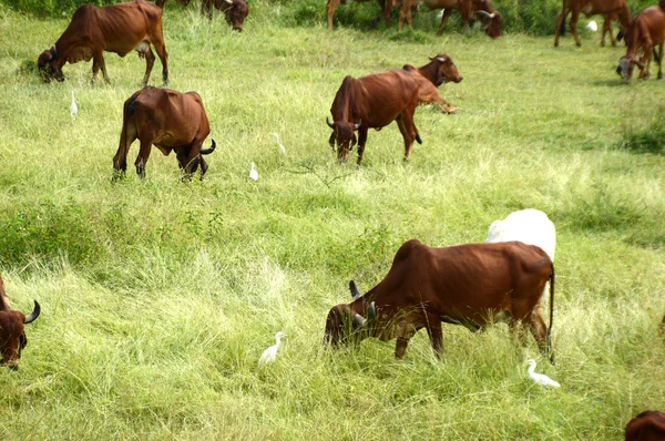 Vacas e touros pastando em campo de grama exuberante — Fotografia de Stock