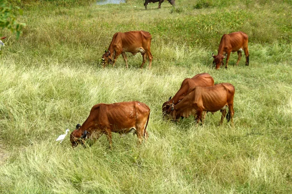 Kühe und Bullen grasen auf saftigen Wiesen — Stockfoto