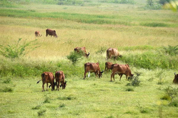 Mucche e tori al pascolo sul campo di erba lussureggiante — Foto Stock