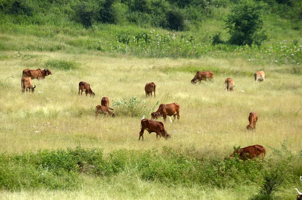 Vacas e touros pastando em campo de grama exuberante — Fotografia de Stock