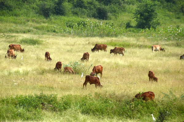 Vacas y toros pastando en exuberante campo de hierba — Foto de Stock