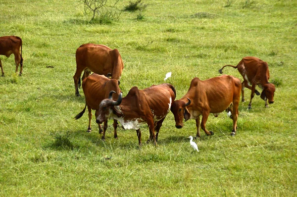 Mucche e tori al pascolo sul campo di erba lussureggiante — Foto Stock