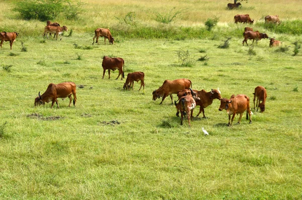 Vacas y toros pastando en exuberante campo de hierba — Foto de Stock