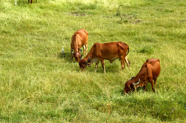 Koeien en stieren grazen in weelderige grasveld — Stockfoto