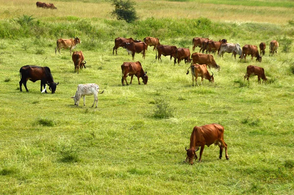 Kühe und Bullen grasen auf saftigen Wiesen — Stockfoto