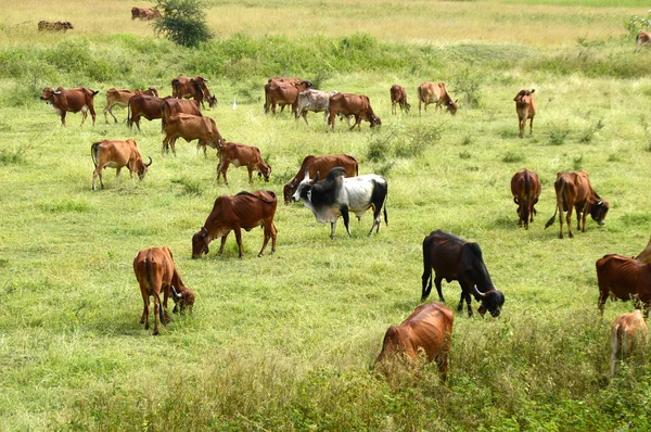 Коровы и быки пасутся на пышной траве — стоковое фото
