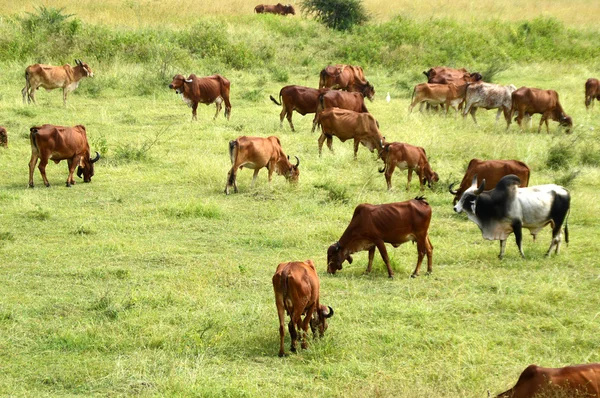 牛と緑豊かな草原に放牧牛 — ストック写真