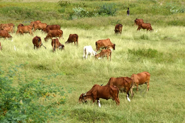 Vacas y toros pastando en exuberante campo de hierba — Foto de Stock