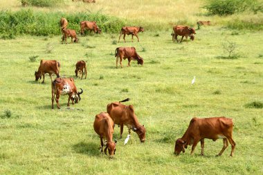 İnekler ve yemyeşil çim sahada otlatma toplar