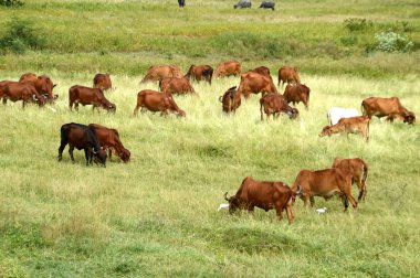 İnekler ve yemyeşil çim sahada otlatma toplar