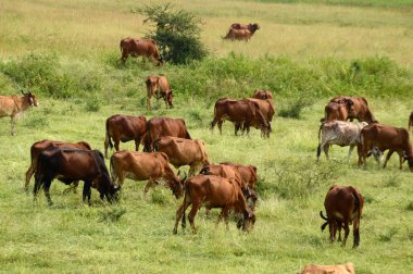İnekler ve yemyeşil çim sahada otlatma toplar