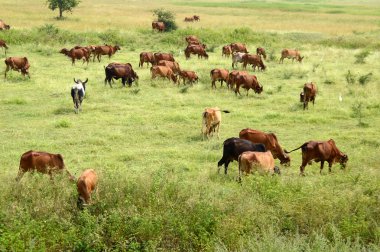 İnekler ve yemyeşil çim sahada otlatma toplar