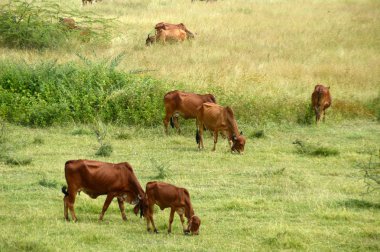 İnekler ve yemyeşil çim sahada otlatma toplar