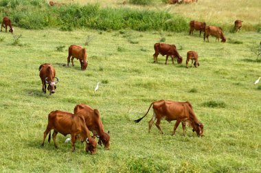 İnekler ve yemyeşil çim sahada otlatma toplar