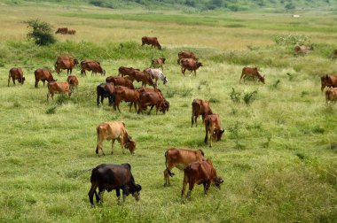 İnekler ve yemyeşil çim sahada otlatma toplar