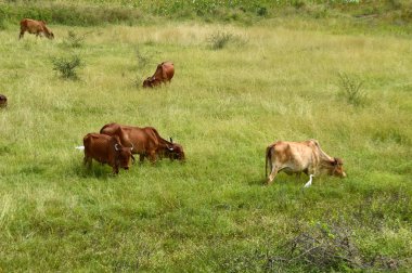 İnekler ve yemyeşil çim sahada otlatma toplar