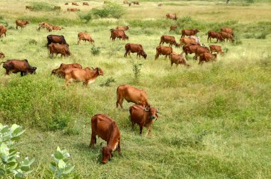 İnekler ve yemyeşil çim sahada otlatma toplar