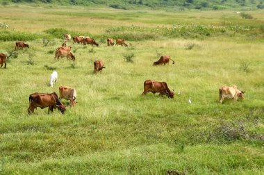 İnekler ve yemyeşil çim sahada otlatma toplar