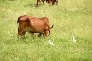 İnekler ve yemyeşil çim sahada otlatma toplar