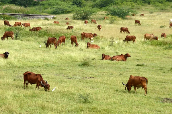 Koeien en stieren grazen in weelderige grasveld — Stockfoto