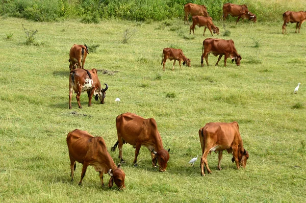 Koeien en stieren grazen in weelderige grasveld — Stockfoto