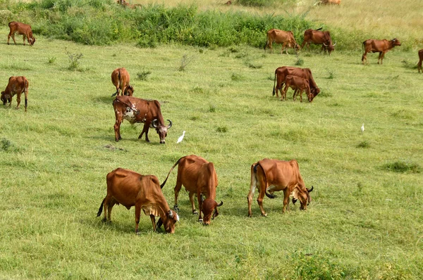 Mucche e tori al pascolo sul campo di erba lussureggiante — Foto Stock