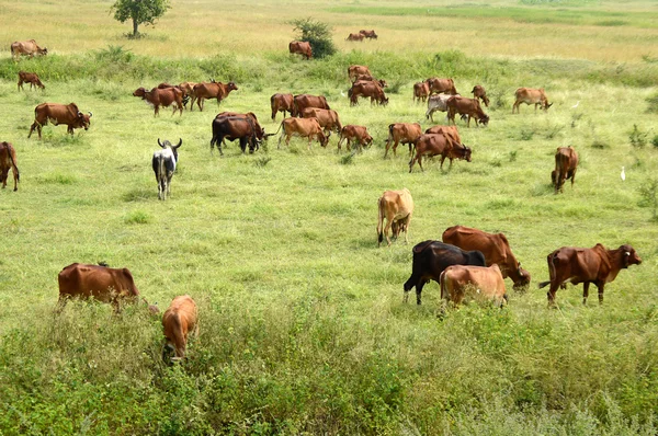 Cows and bulls grazing on lush grass field — Stock Photo, Image